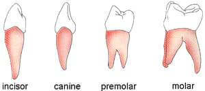 4 Types of Teeth and Their Functions 1